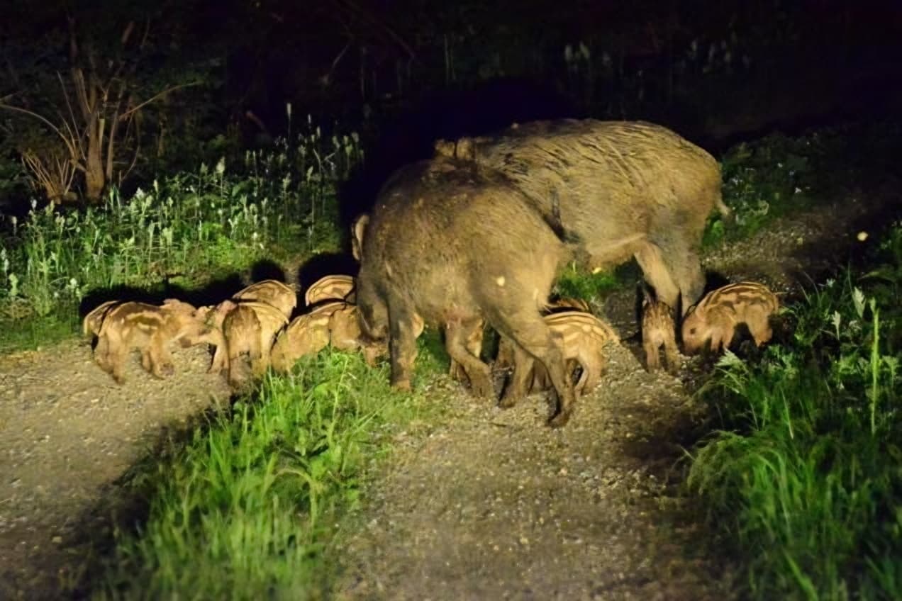 As wild boars invade Seoul’s suburbs, city fights back with data, steel