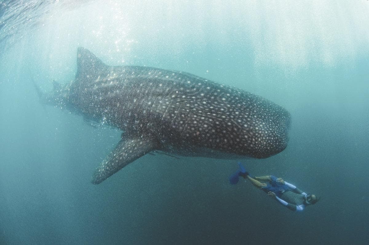 Warmer seas bring endangered whale shark to Jeju coast